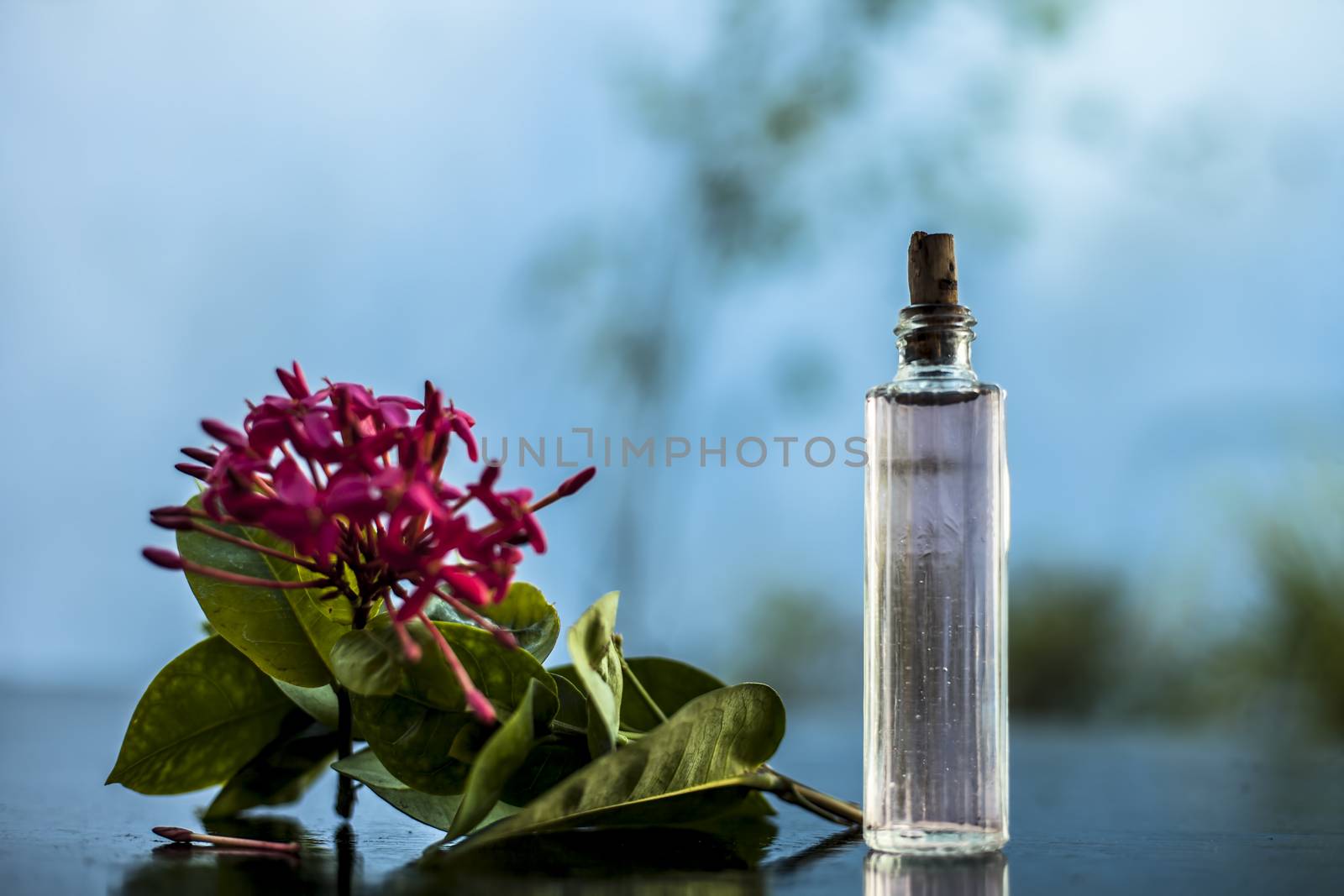 Close up of red colored pentas flower or Egyptian Star Flower or jasmine on wooden surface with its extracted spray or perfume in a transparent glass bottle.