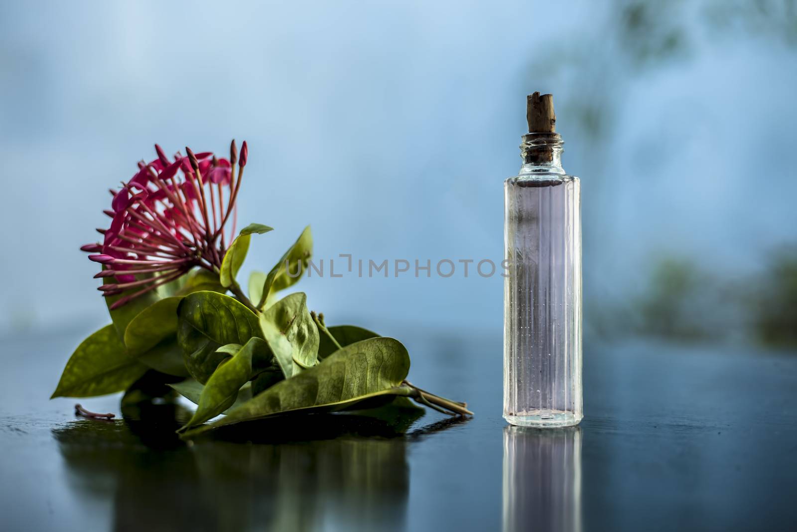 Close up of red colored pentas flower or Egyptian Star Flower or jasmine on wooden surface with its extracted spray or perfume in a transparent glass bottle.