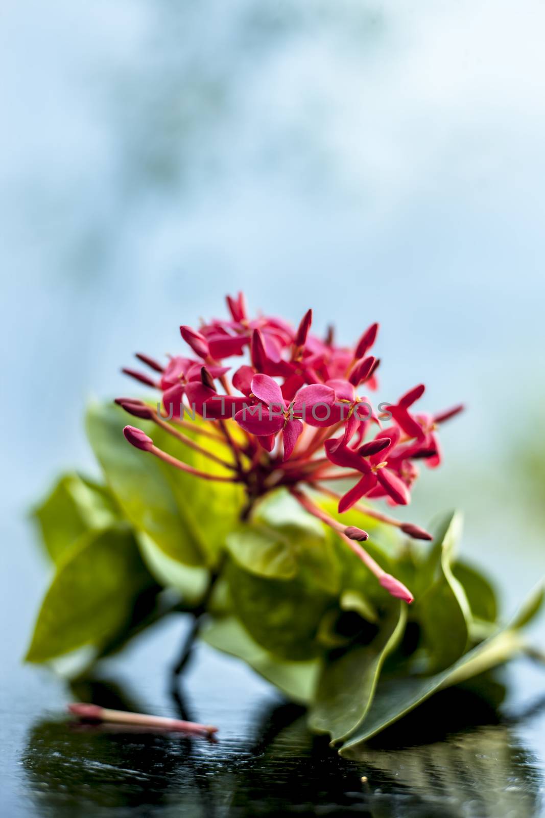 Close up of red colored pentas flower or Egyptian Star Flower or jasmine on wooden surface.