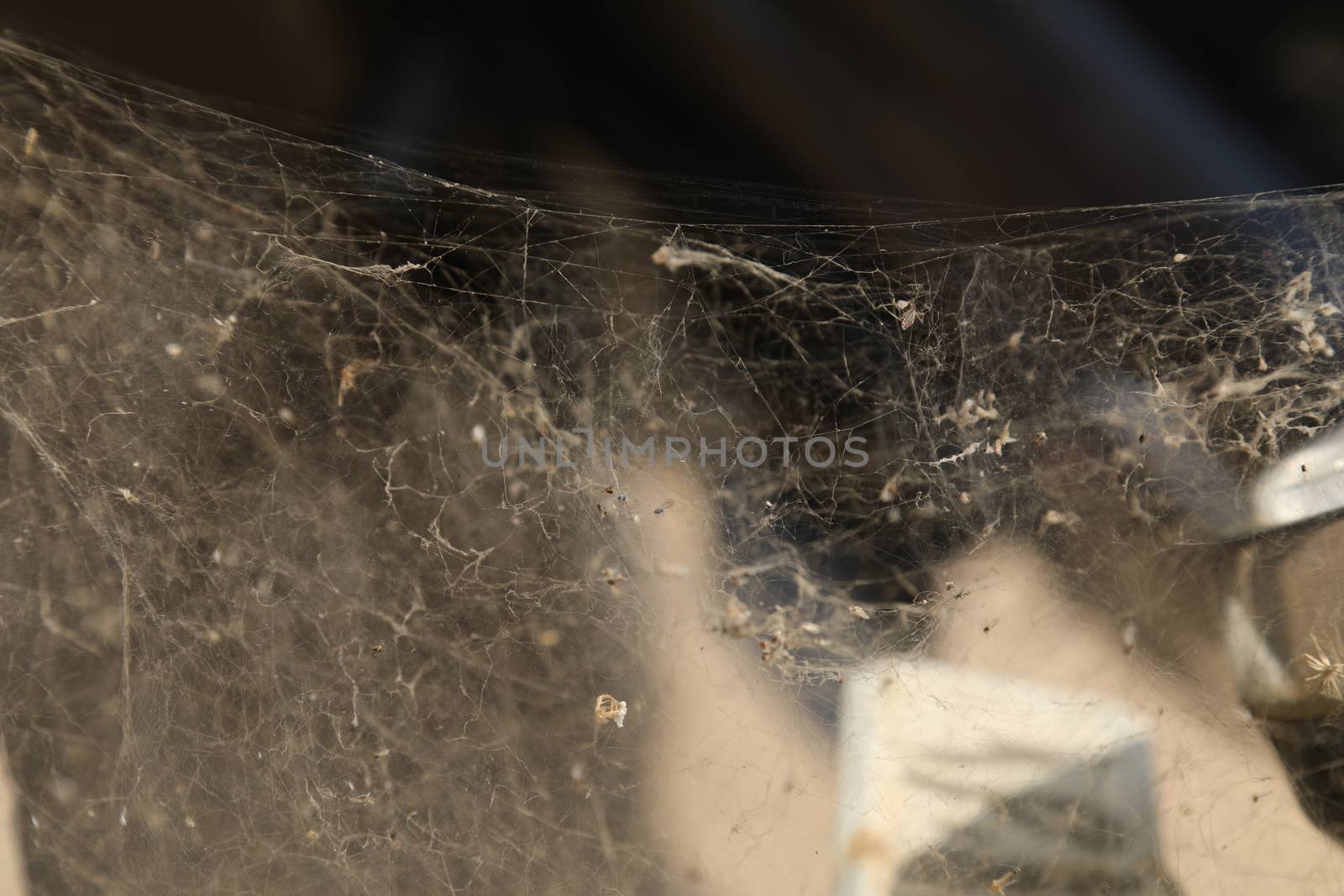 Scary Spider web by rajastills