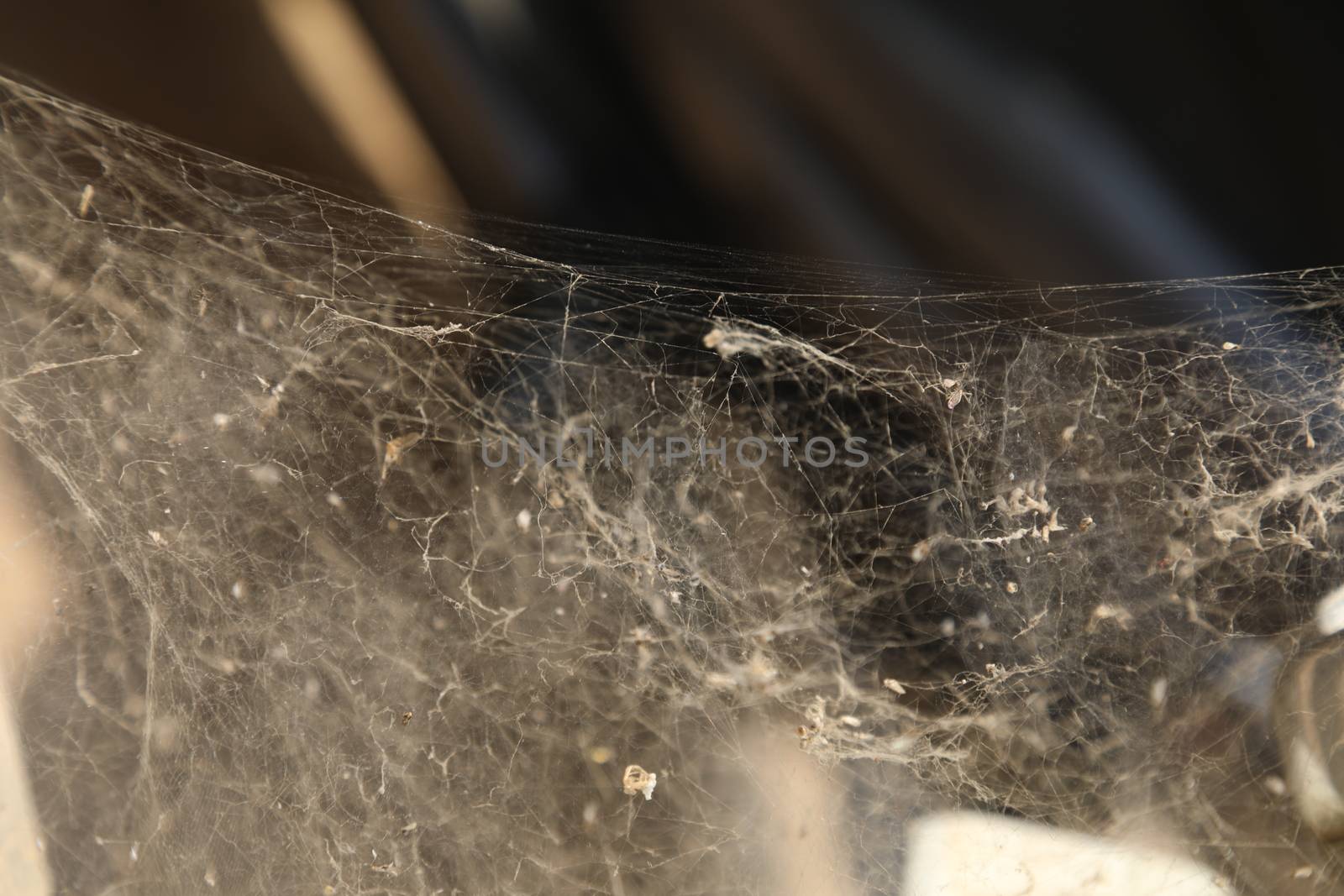 Scary Spider web by rajastills