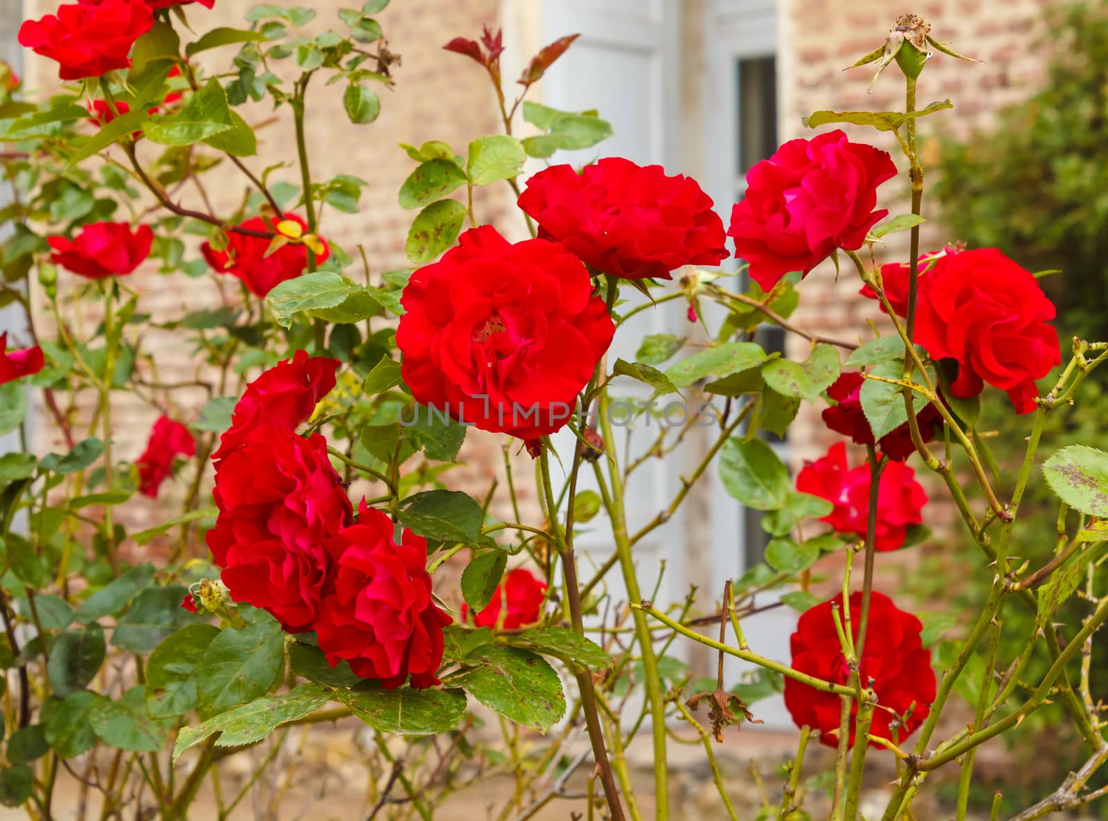 a group of red blooming roses by grancanaria