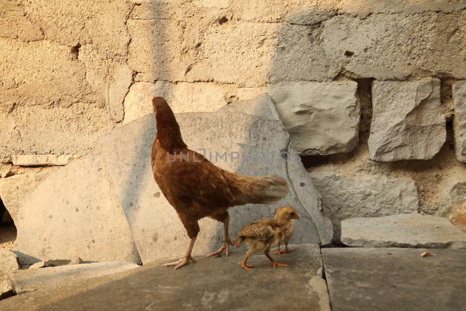 Hen feeding Chicks