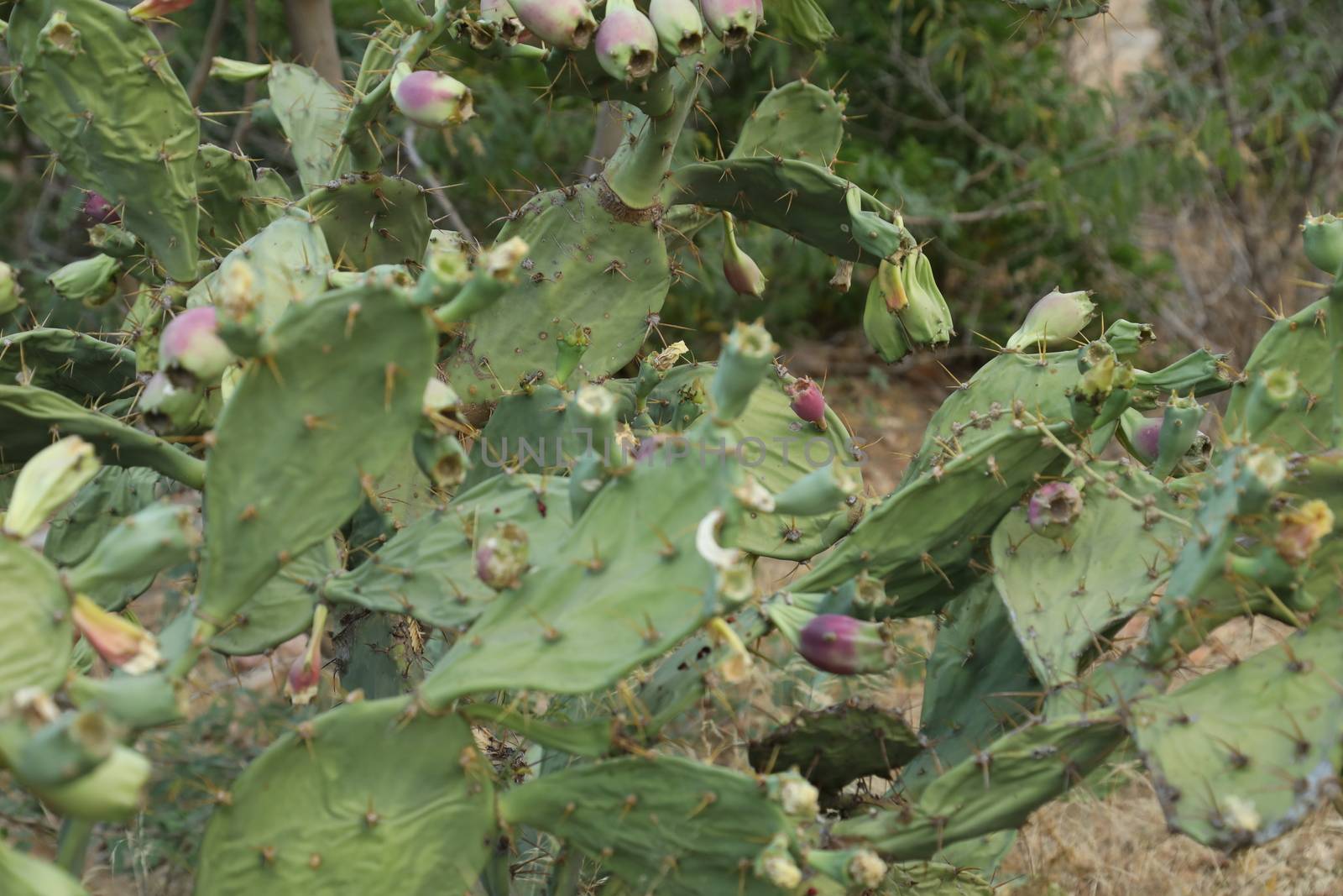 Indian Medicated Plant closeup