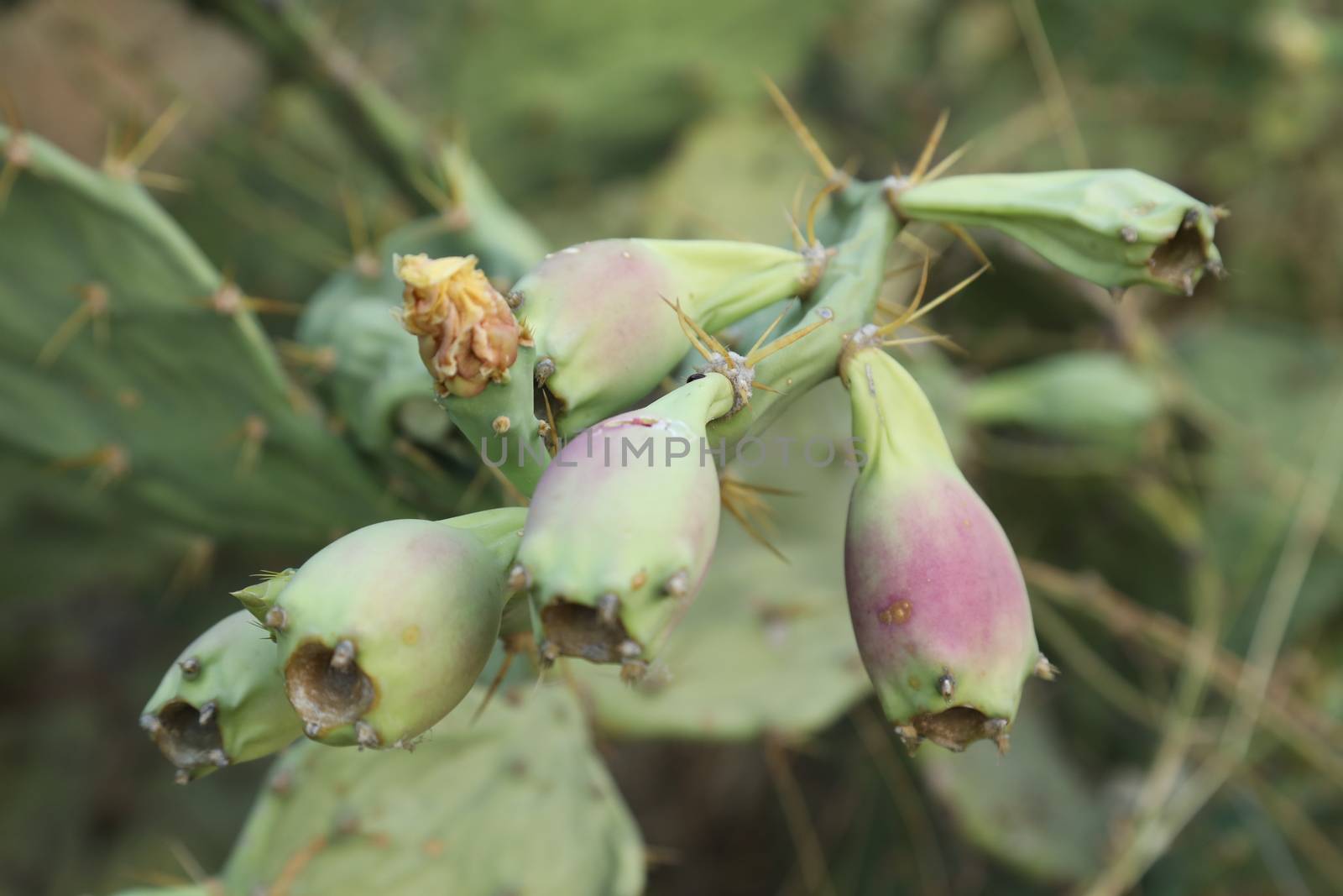 Indian Medicated Plant closeup