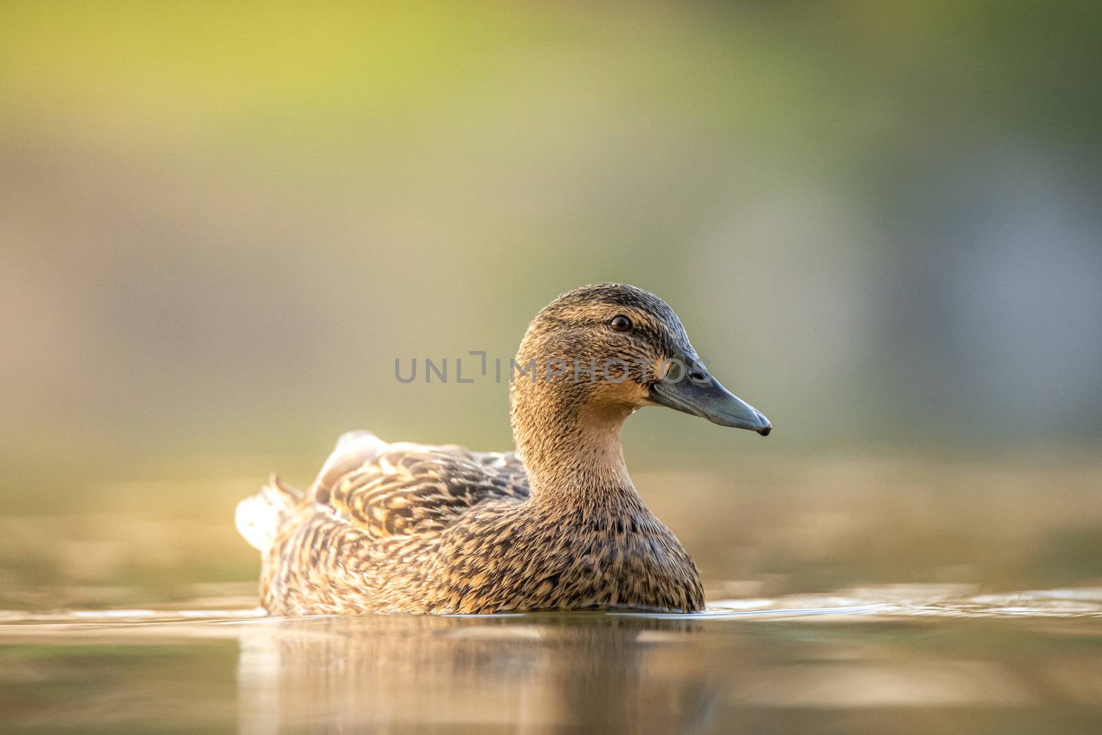 Female mallard duck. Portrait of a duck with reflection in clean blue lake water swimming during sunset.