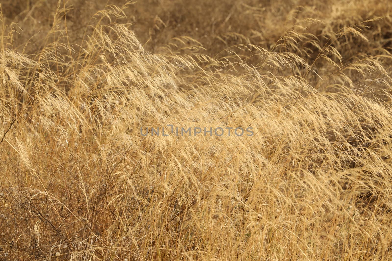 Rural area India