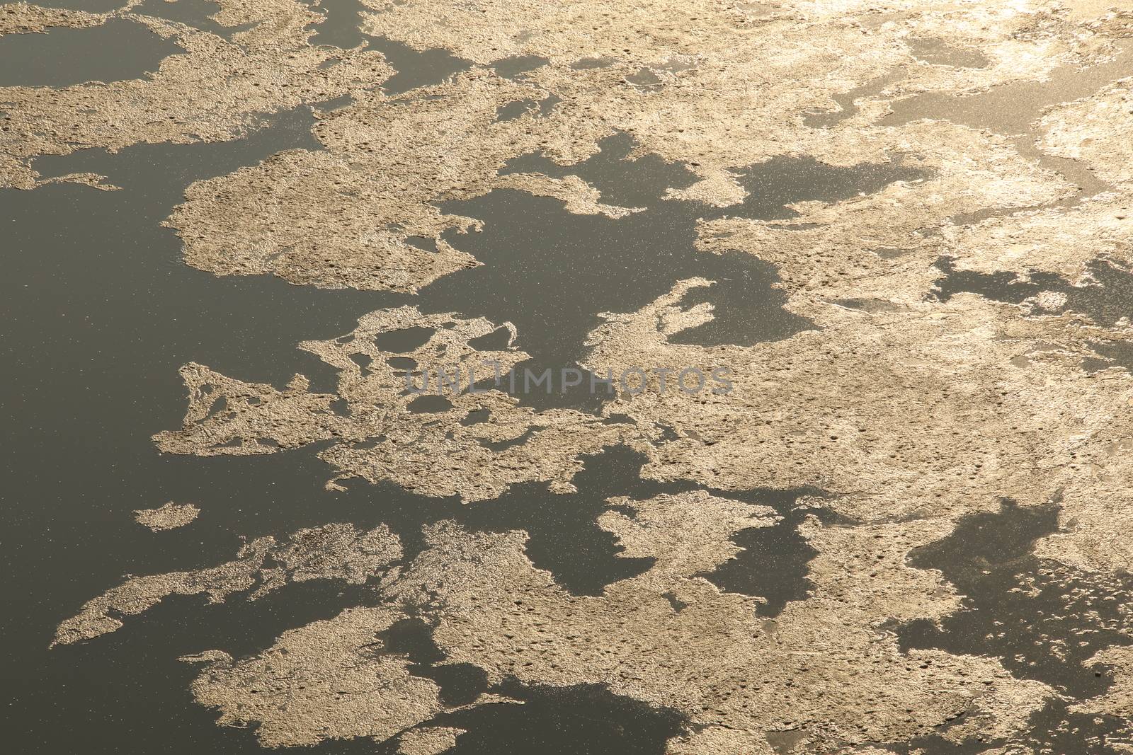 Moss in the water