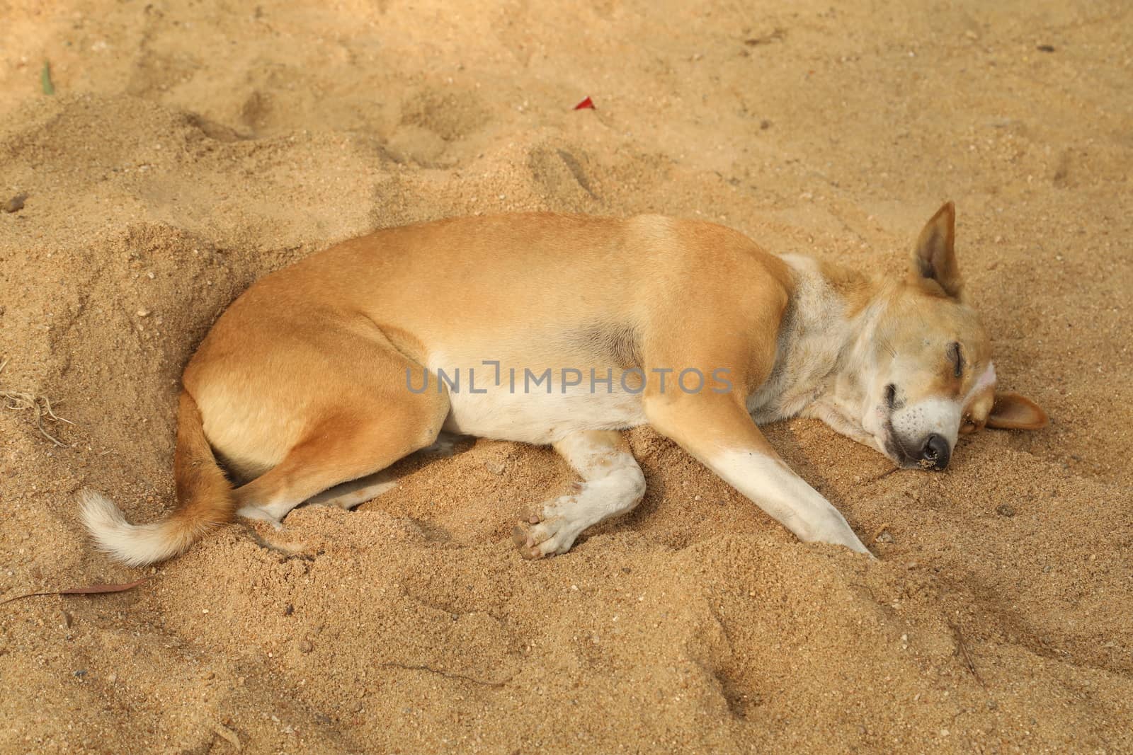 Street Dog at Rural area