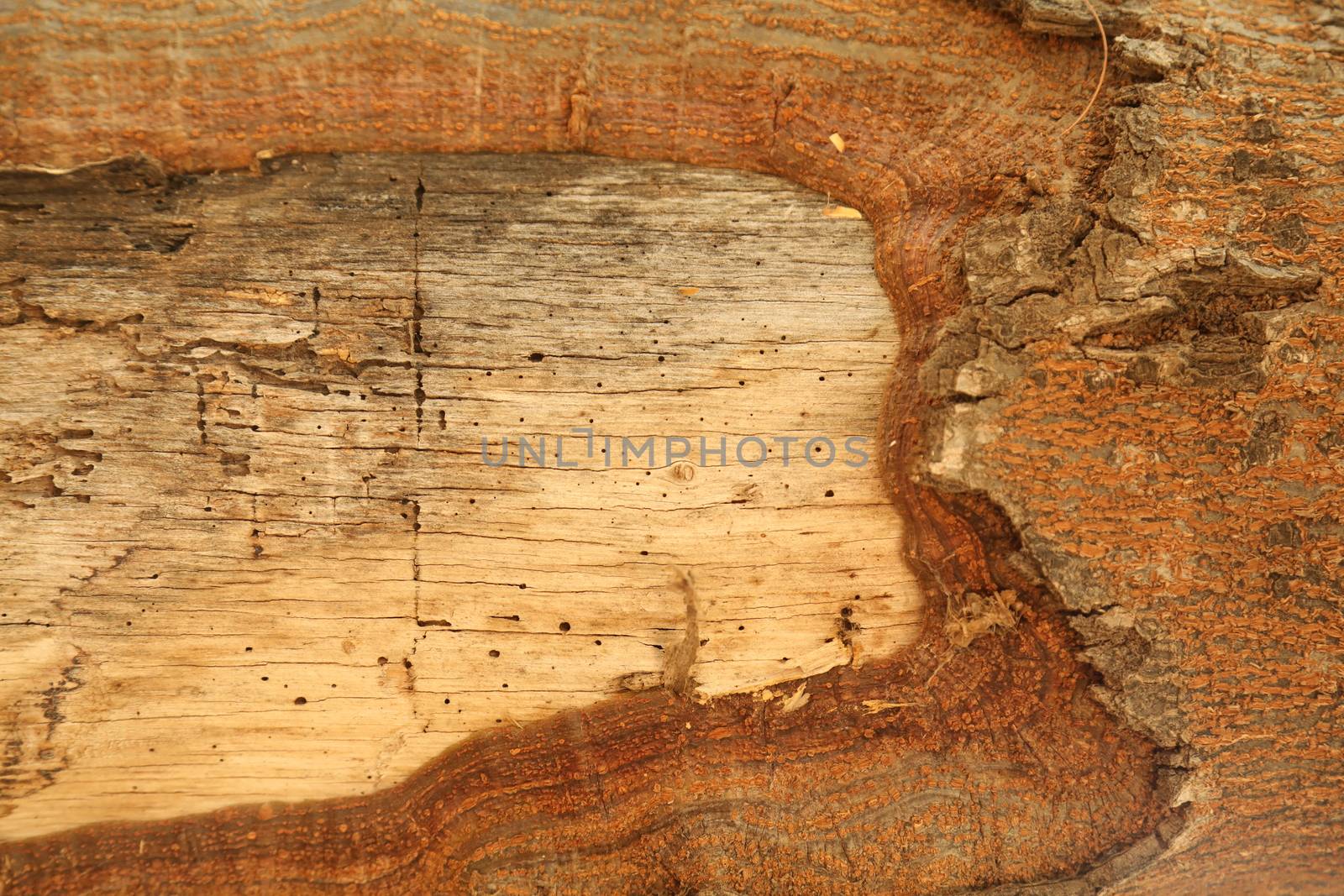 Tree Trunk texture macro shot