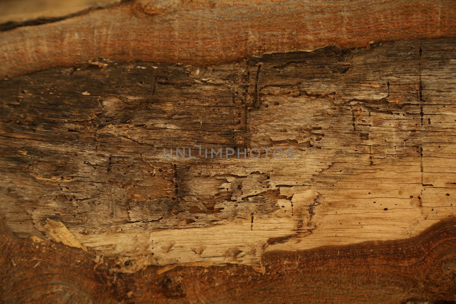 Tree Trunk texture macro shot