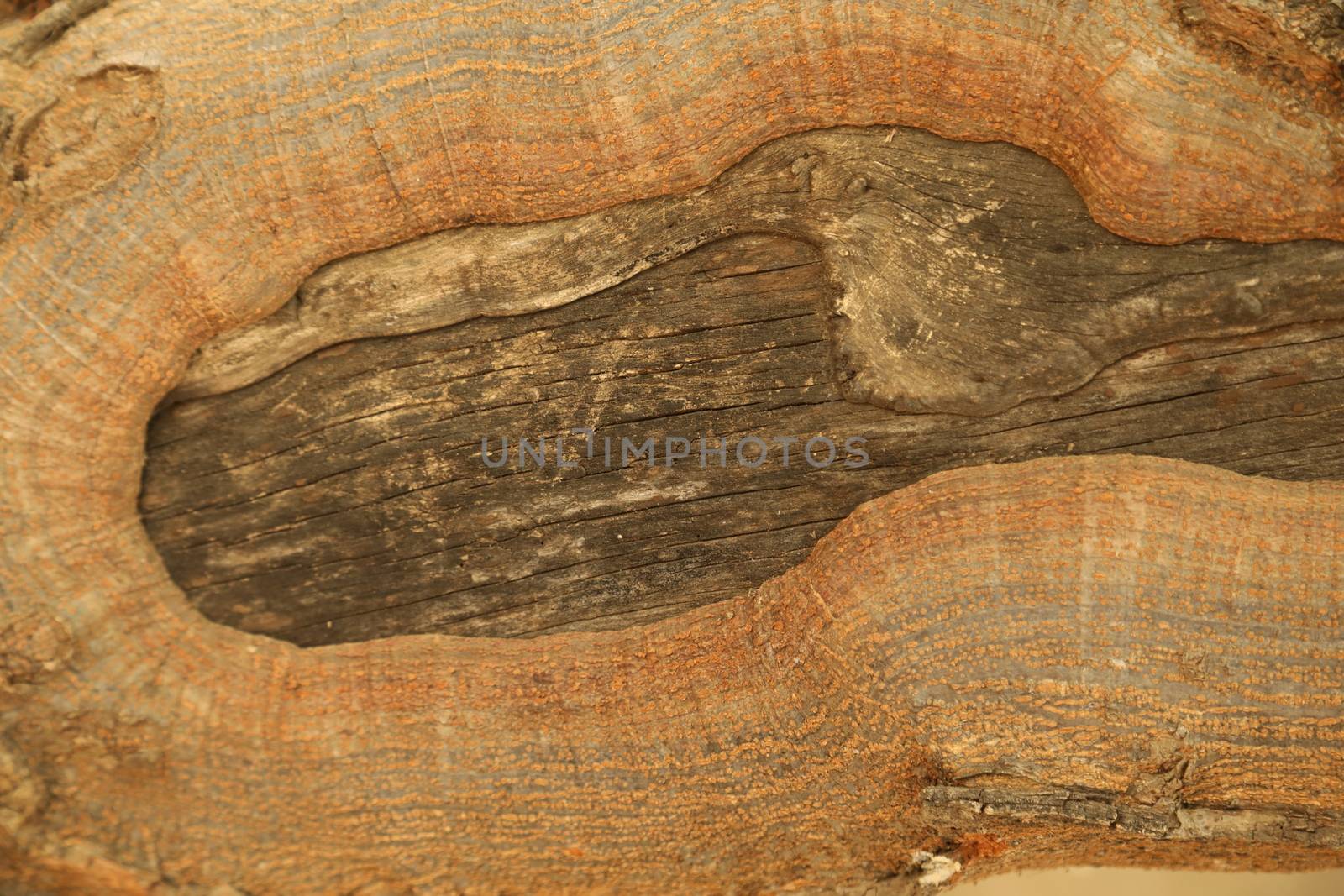 Tree Trunk texture macro shot