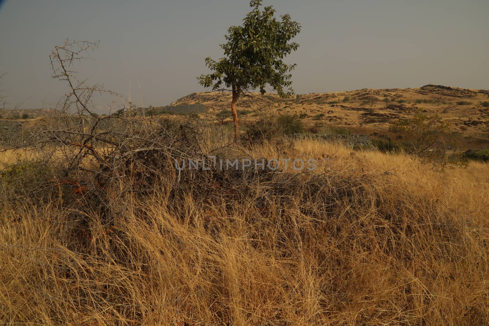 Rural area India