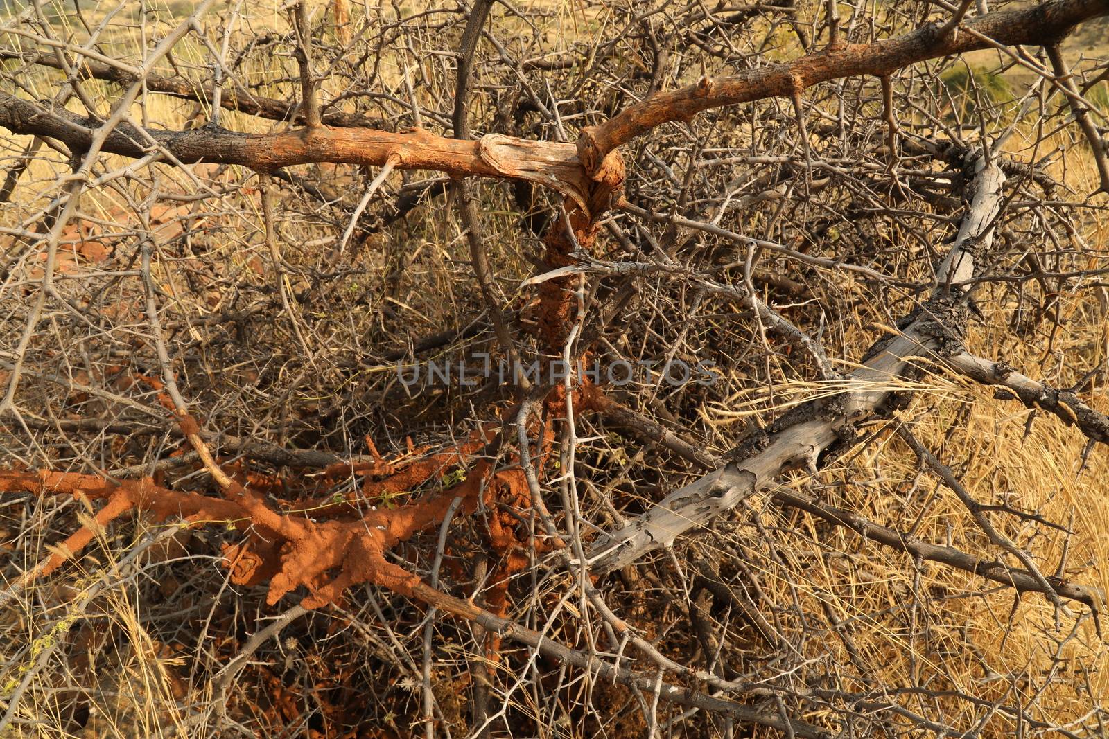 Tree Trunk texture macro shot