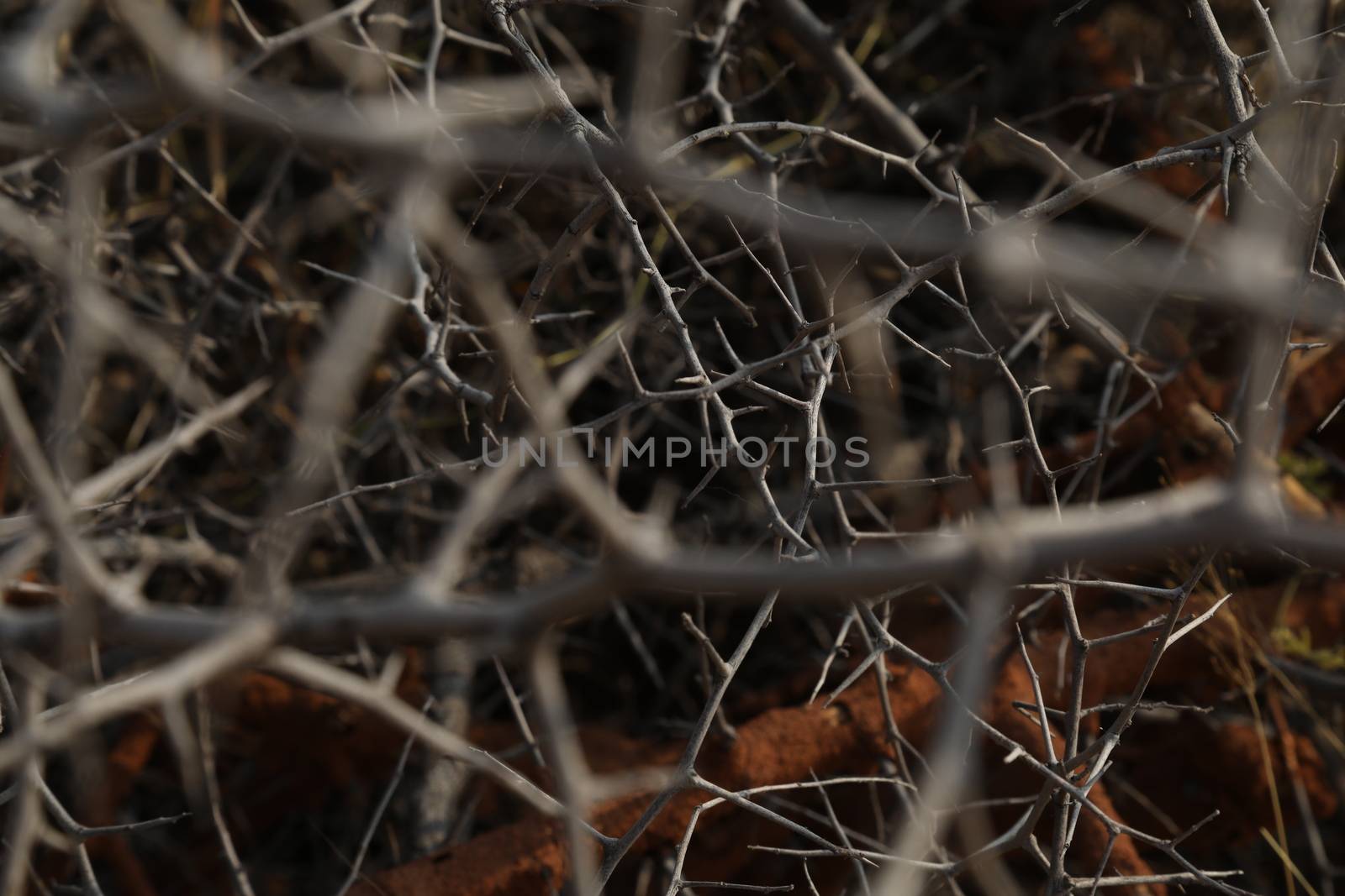 Tree Trunk texture macro shot