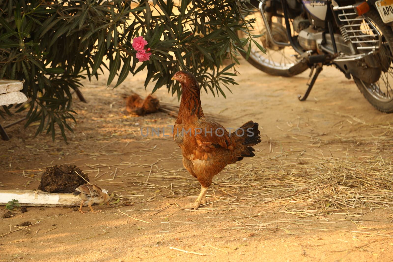 Hen feeding Chicks