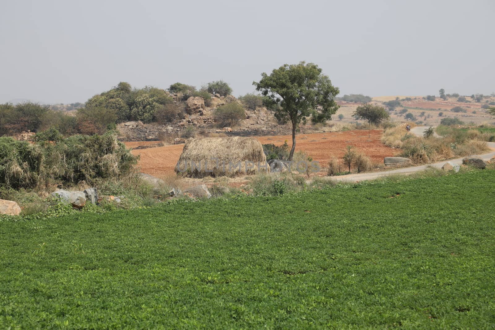 Rural area India