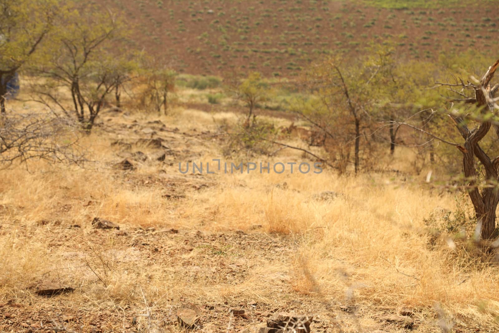 Rural area India