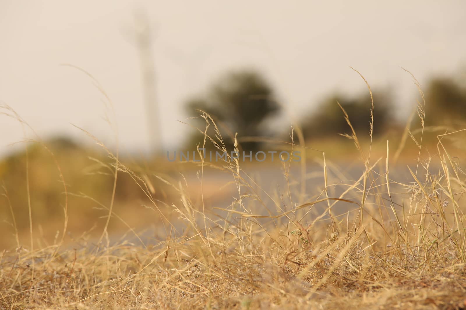 Rural area India