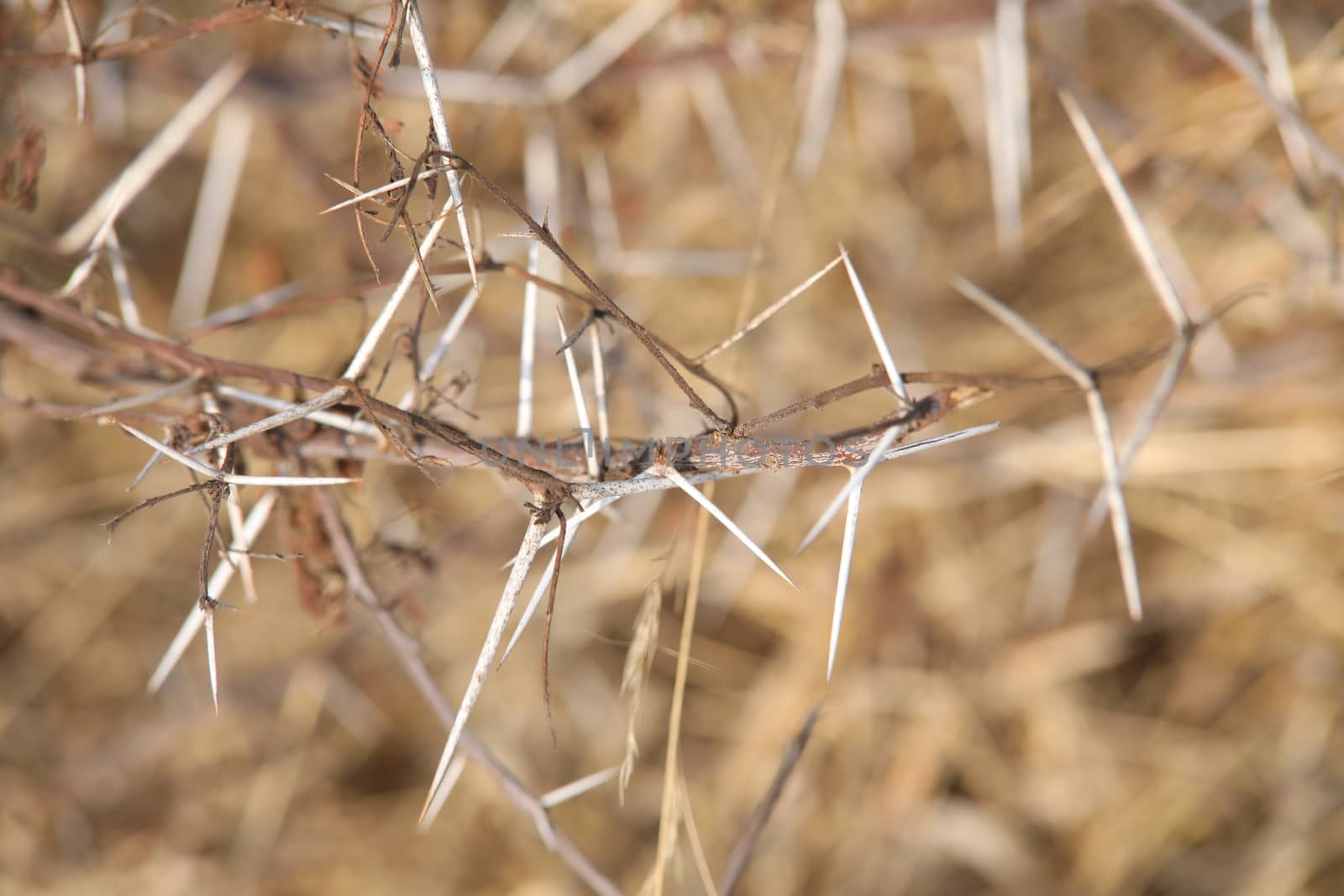 Macro succulent thorns