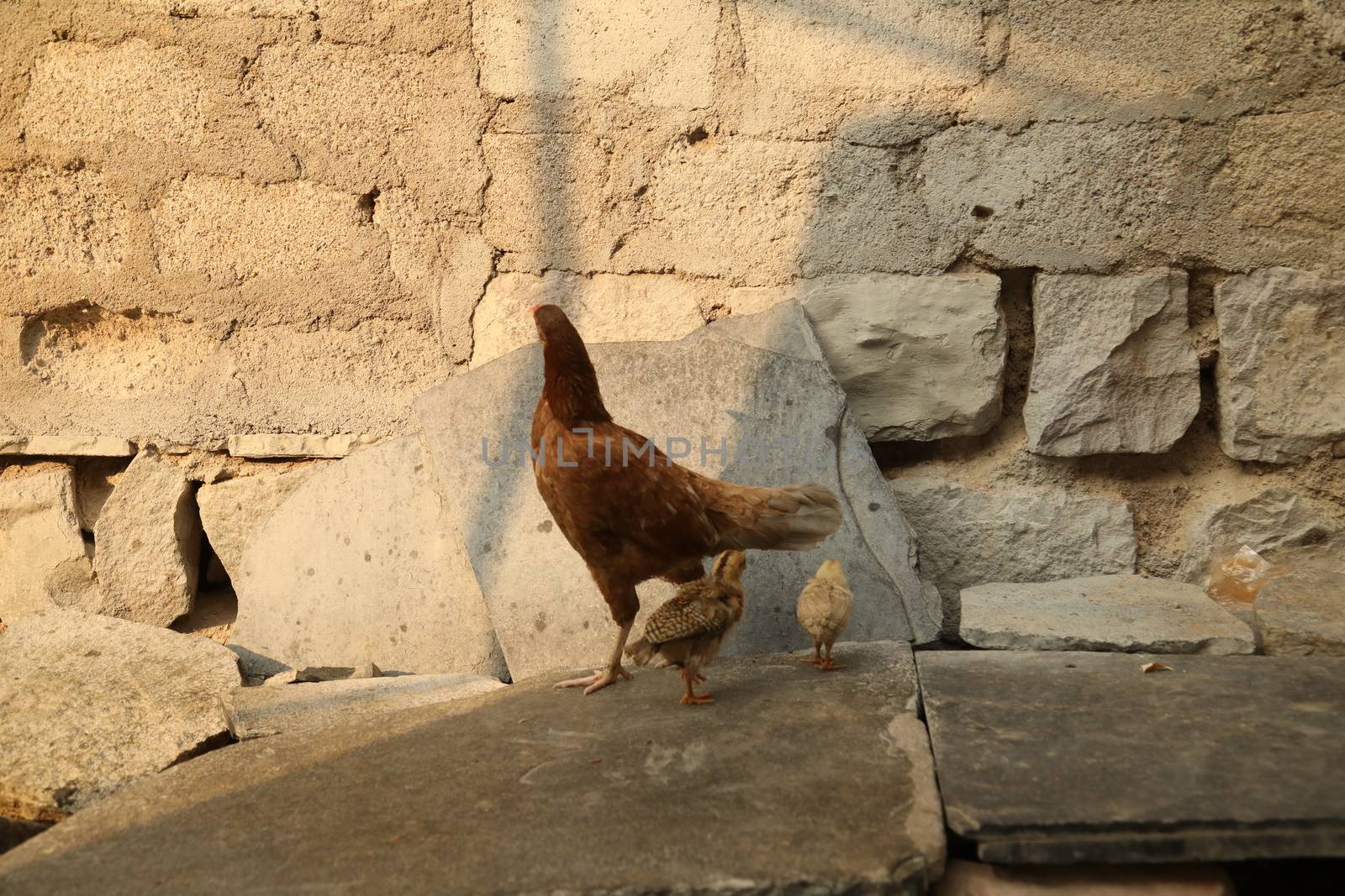 Hen feeding Chicks