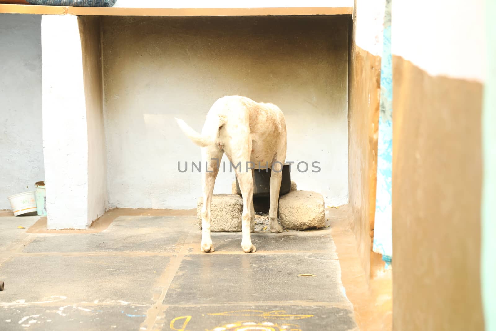 Street Dog at Rural area