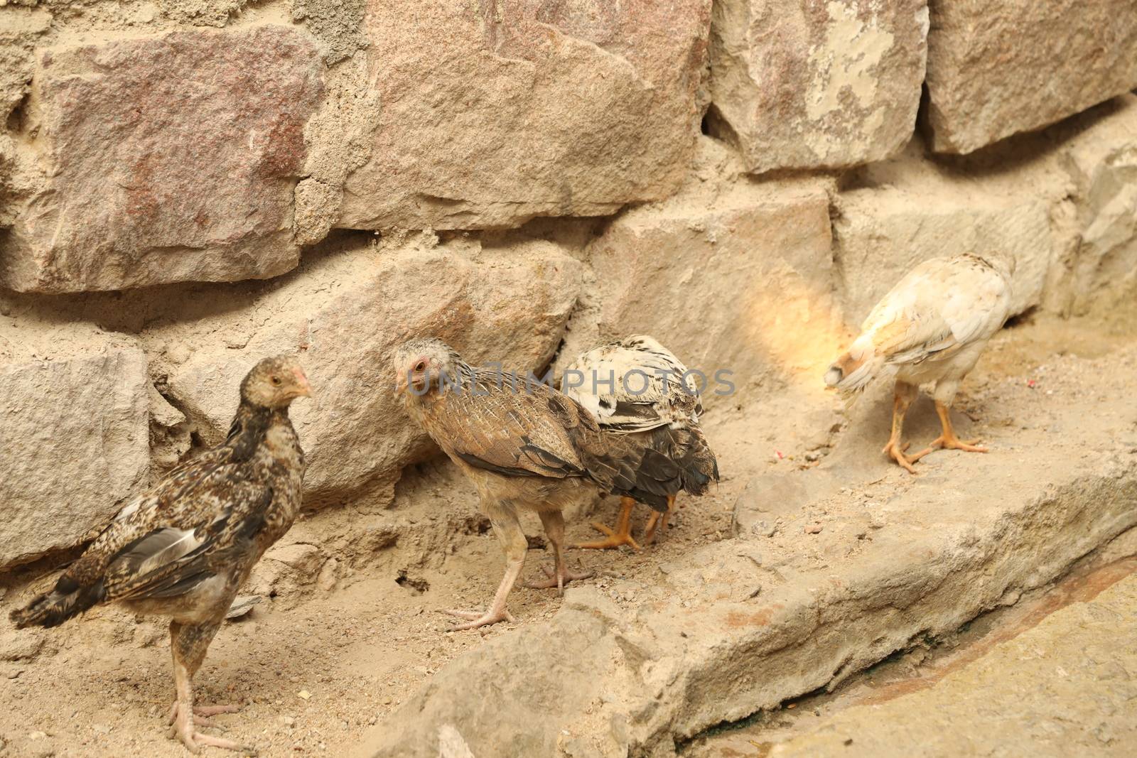 Hen feeding Chicks