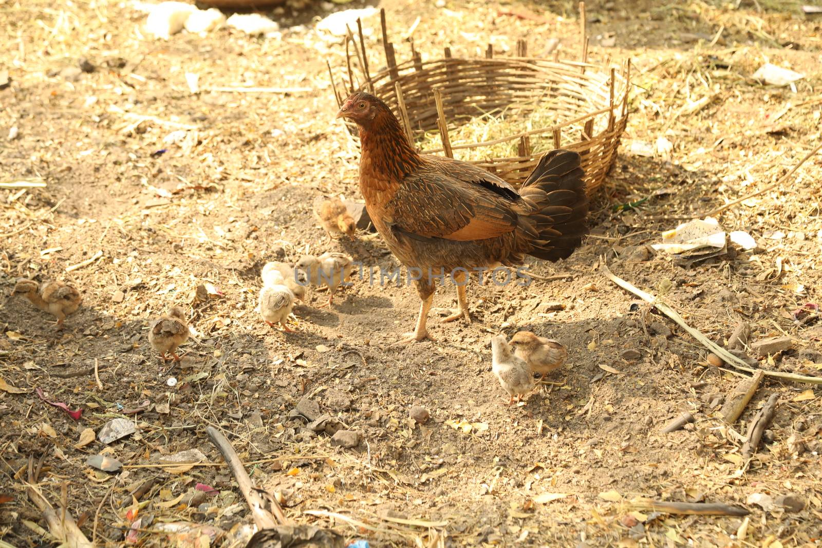 Hen feeding Chicks