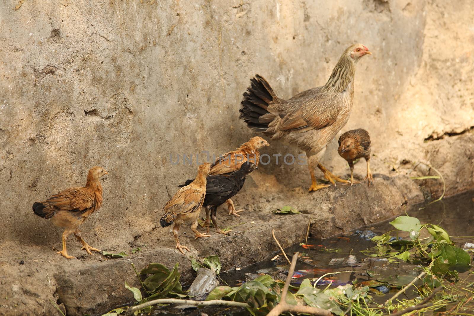 Hen feeding Chicks