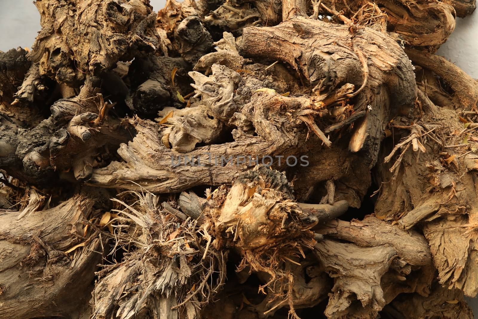 Tree Trunk texture macro shot