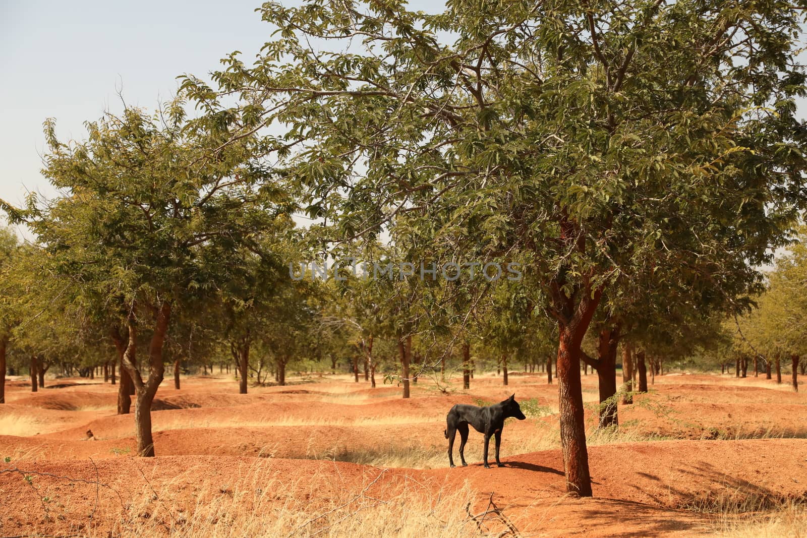 Rural area India