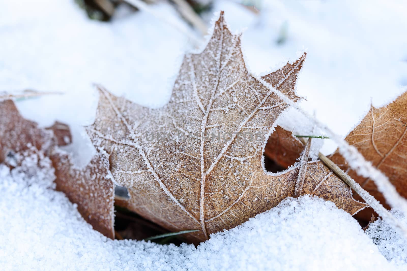 Early winter concept - first snow and frost on autumn leaves in close-up