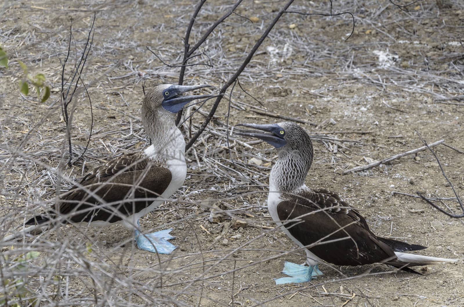 The blue-footed booby (Sula nebouxii) is a marine bird native to subtropical and tropical regions of the Pacific Ocean