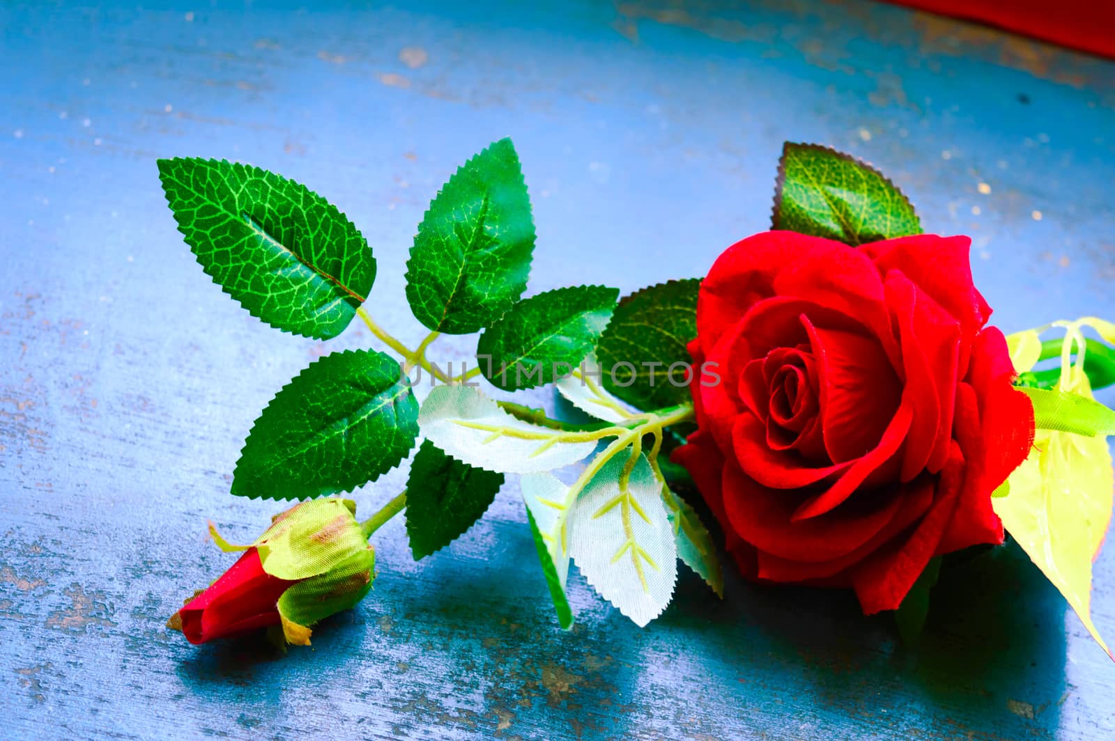 Red rose flower on rustic floor. Nature still life love romantic background theme. Wallpaper web banner design decoration for friendship and valentine’s day. Copy space room for text for massage.