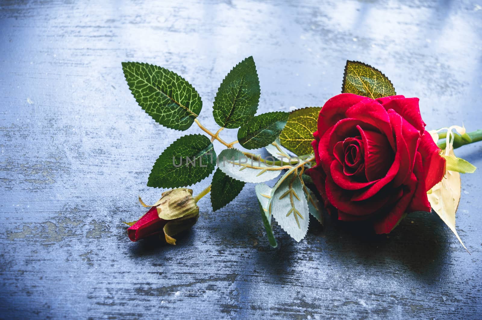 Red rose flower on rustic floor. Nature still life love romantic background theme. Wallpaper web banner design decoration for friendship and valentine’s day. Copy space room for text for massage.