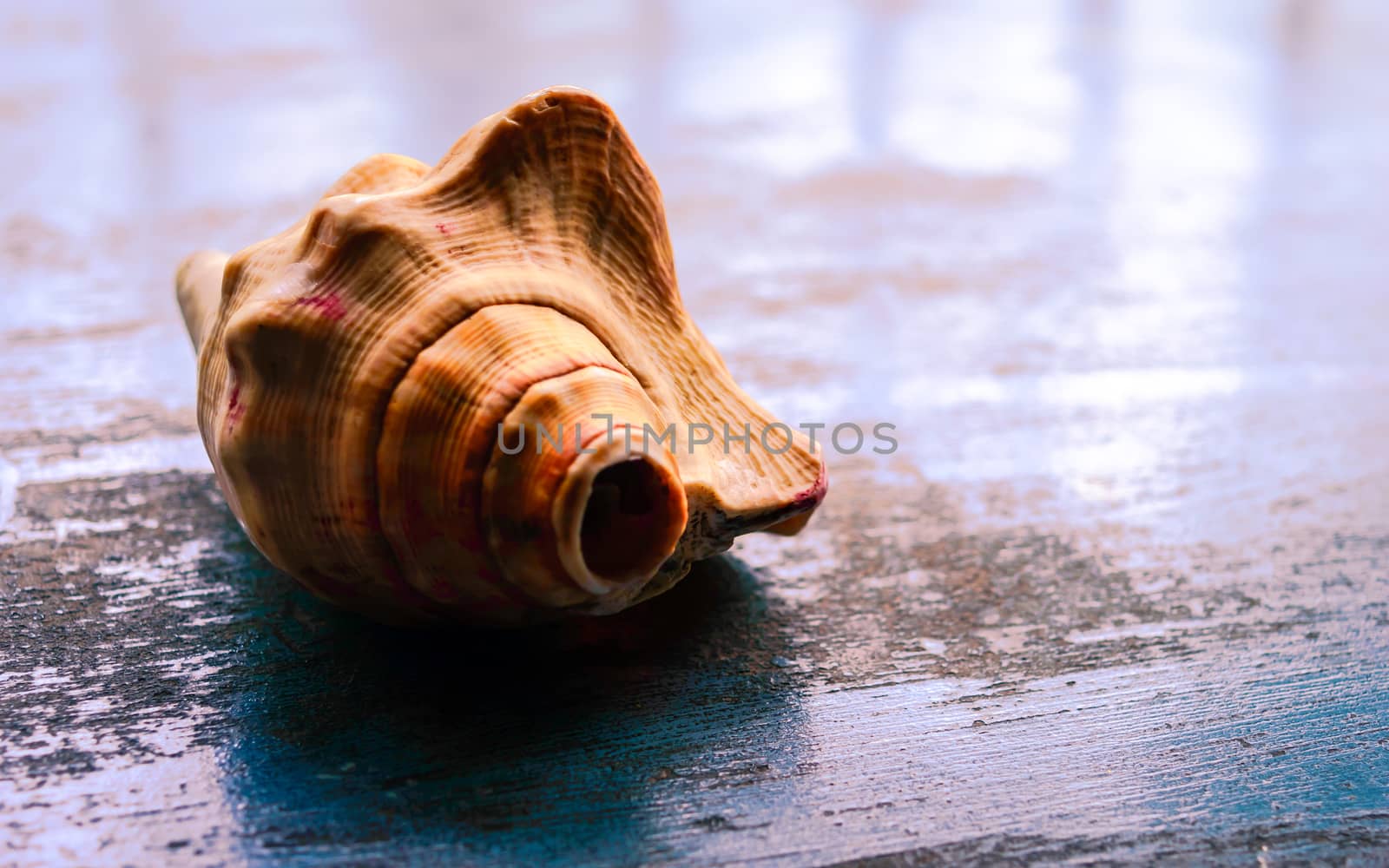 Close up Still Life of antique Conch shell on rustic floor. Faith, Spirituality, Tradition, Prayer, symbols of peace and Religious Themes. Arts and culture background concept. Copy space room for text for massage.