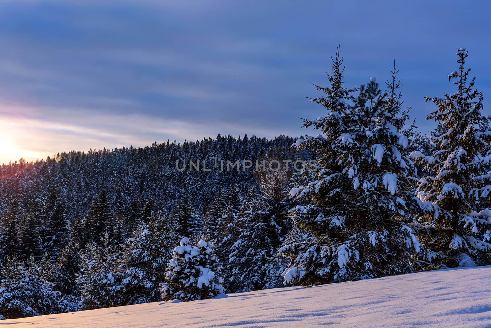 Snow covered spruces by wdnet_studio