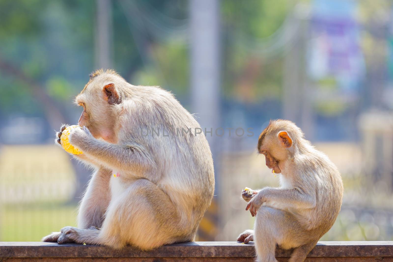 mother and baby monkey eating fresh corn on a rusty fence, shallow depth of field.