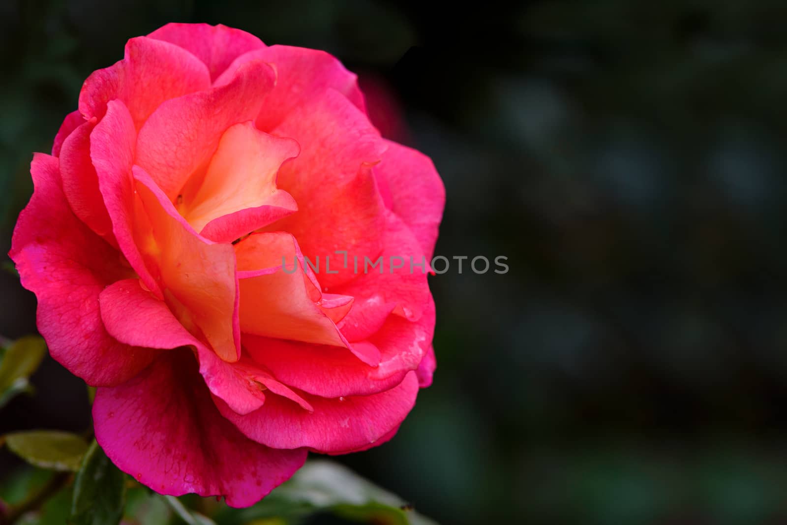 Beautifully blooming pink rose against a blurred background of the garden in close-up (with copy space)