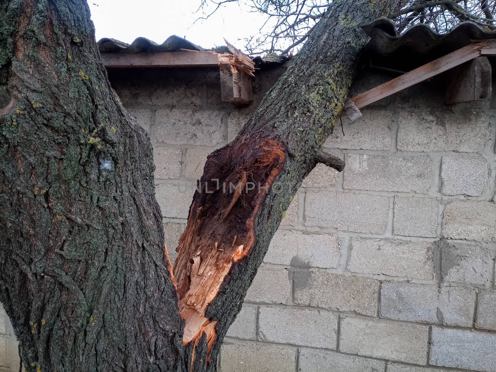 A windbroken apricot tree fell on the shed and broke the roof.