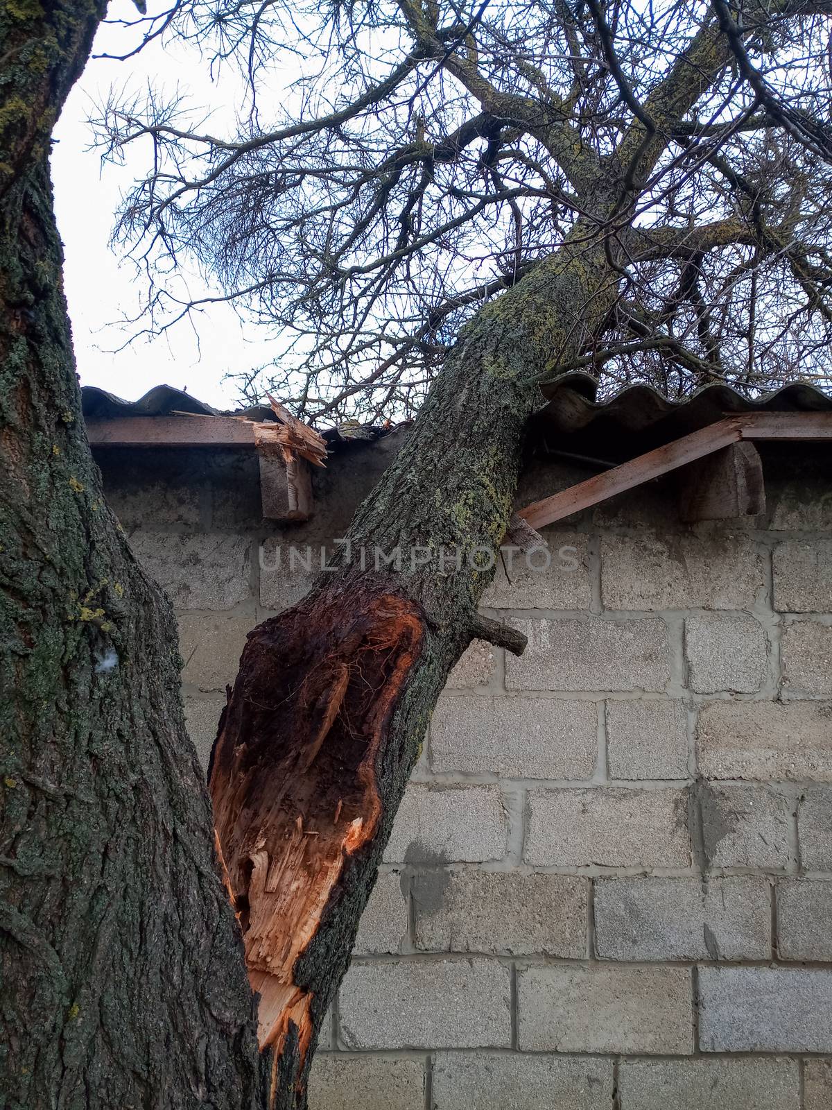 A windbroken apricot tree fell on the shed and broke the roof.