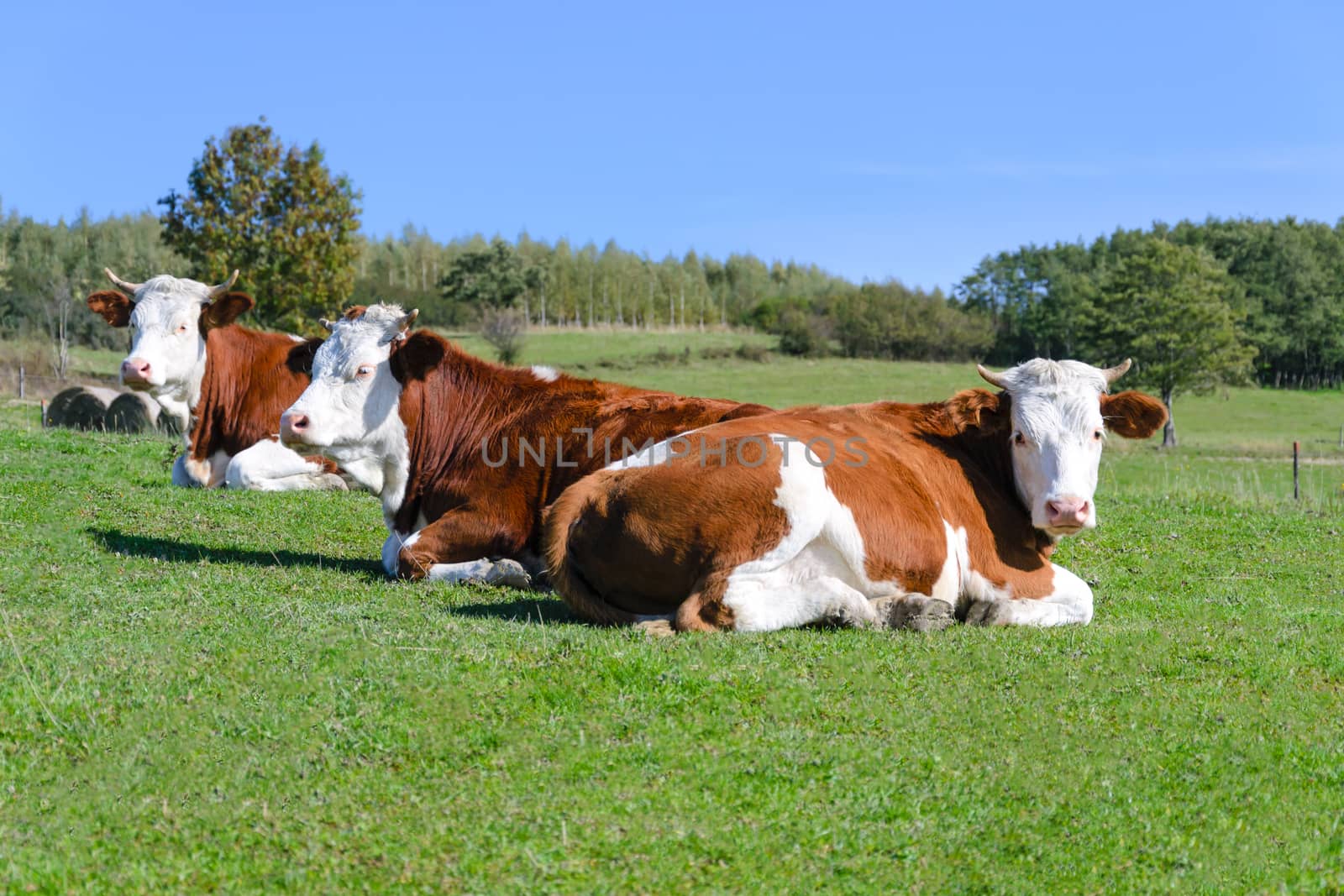 Free and happy cows are resting and lying on a green mountain pasture in sunny day.