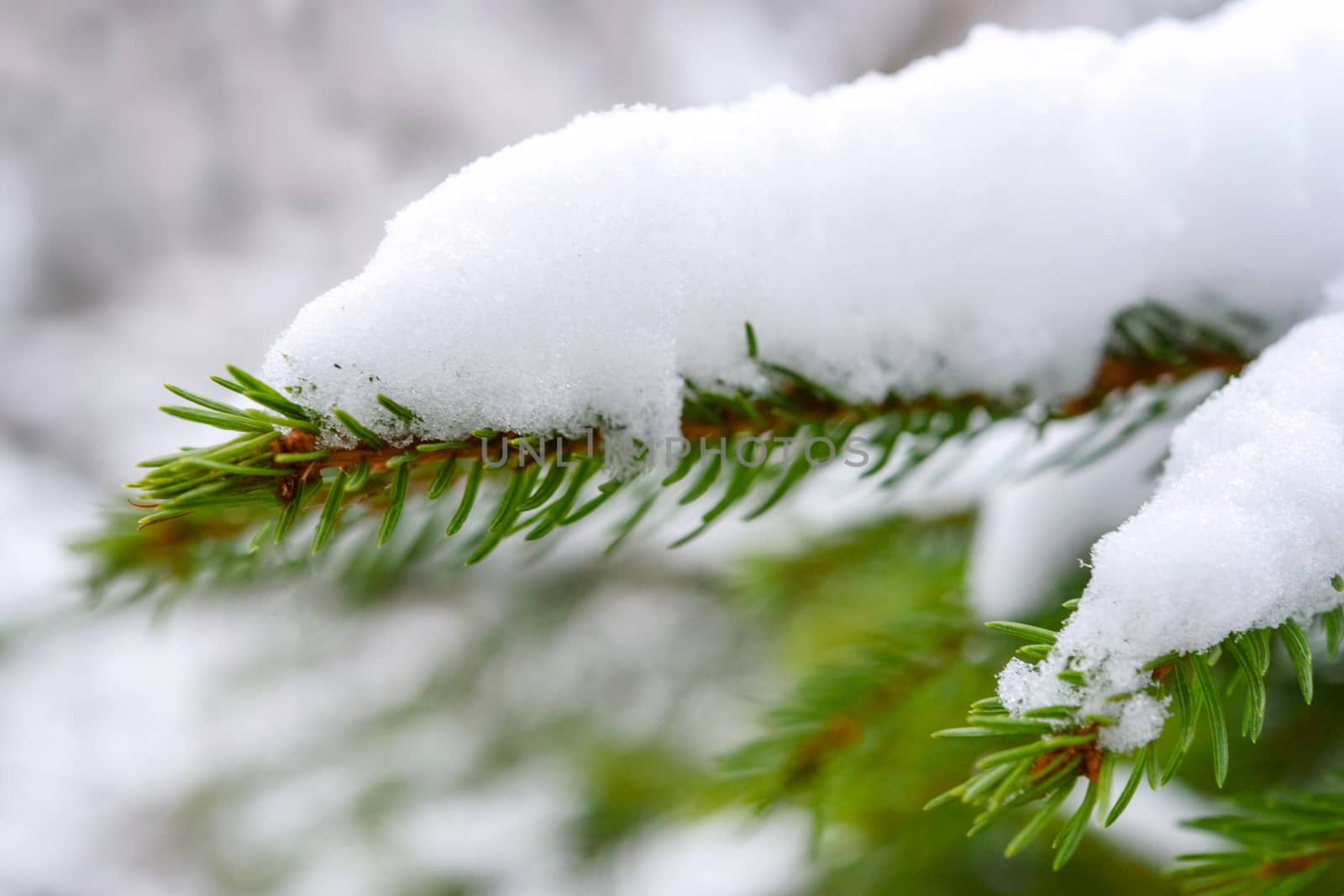 Green spruce branch covered with snow in close-up