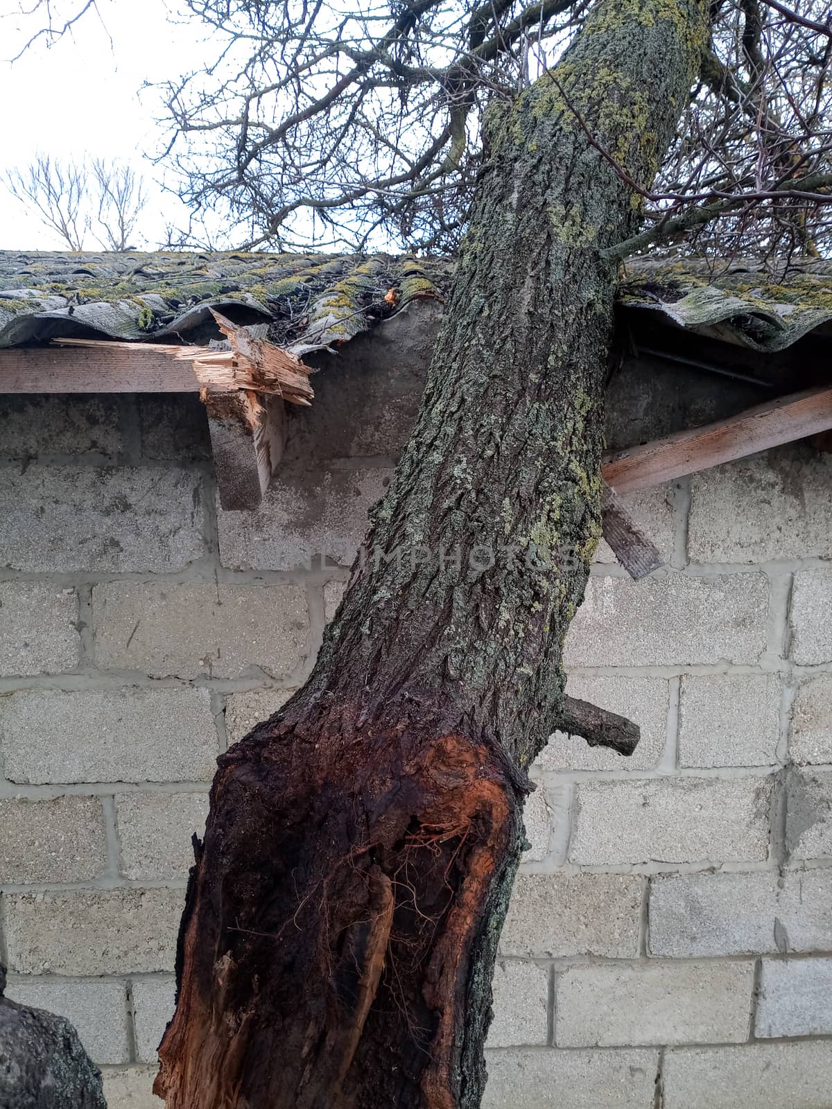 A windbroken apricot tree fell on the shed and broke the roof.