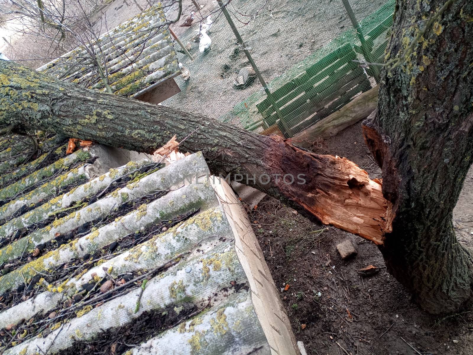 A windbroken apricot tree fell on the shed and broke the roof.