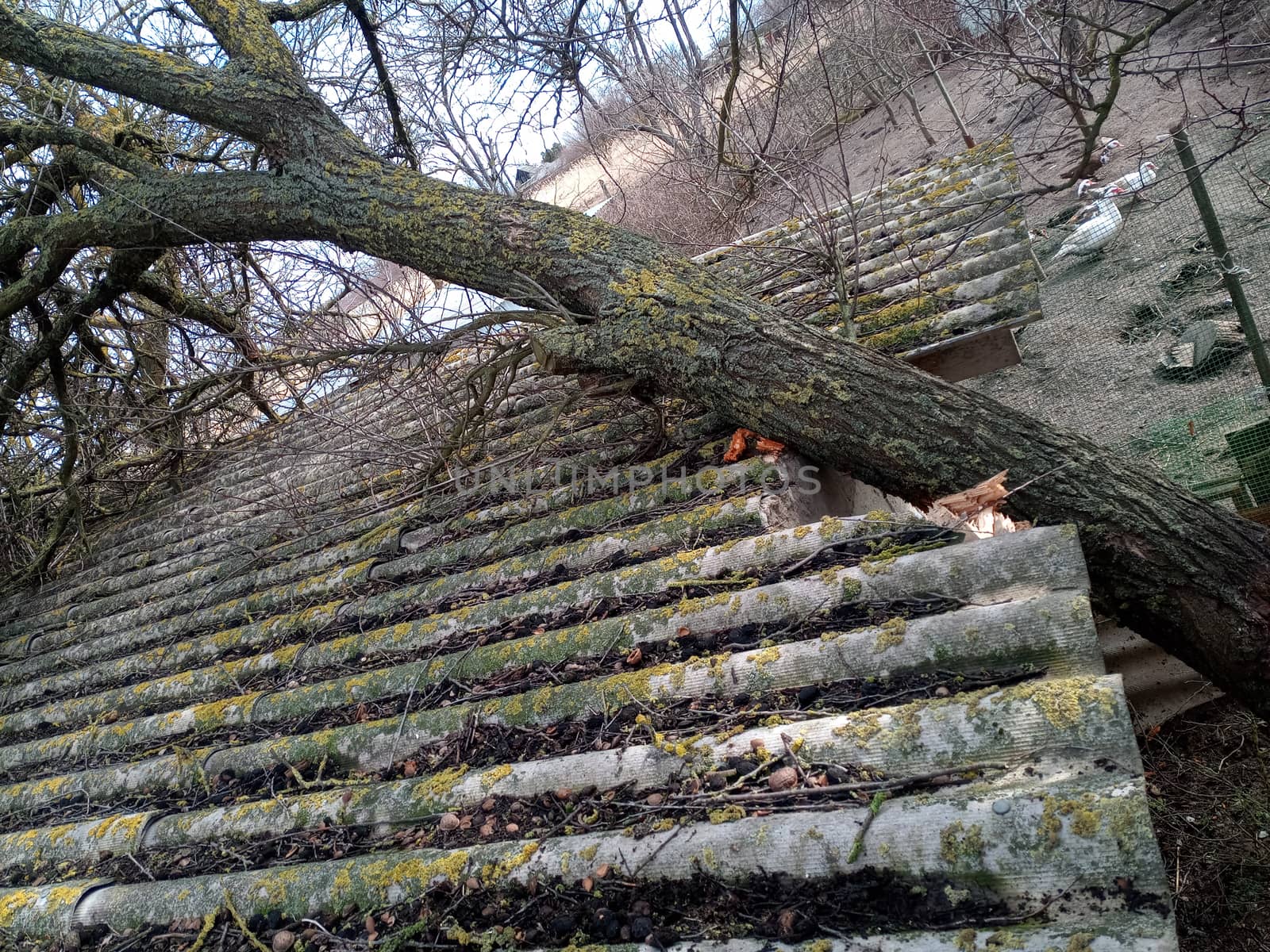 A windbroken apricot tree fell on the shed and broke the roof.