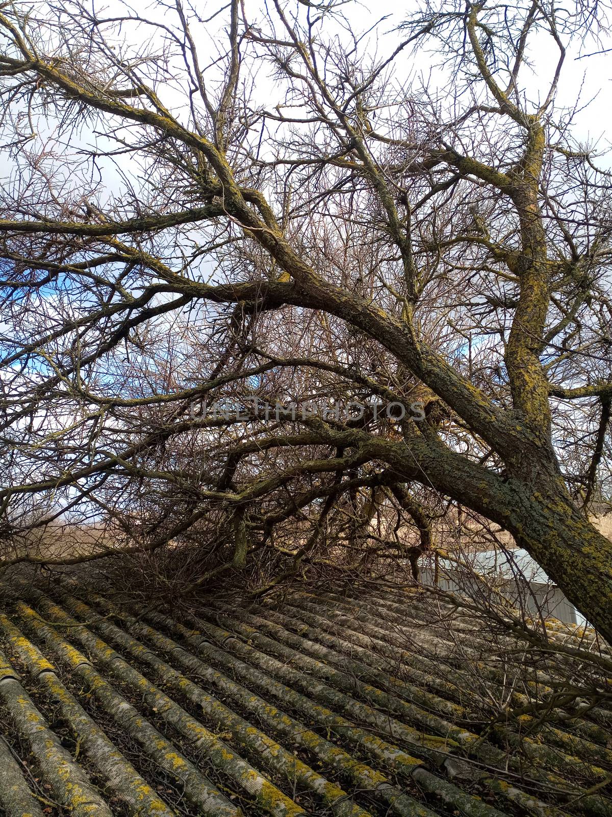 A windbroken apricot tree fell on the shed and broke the roof.