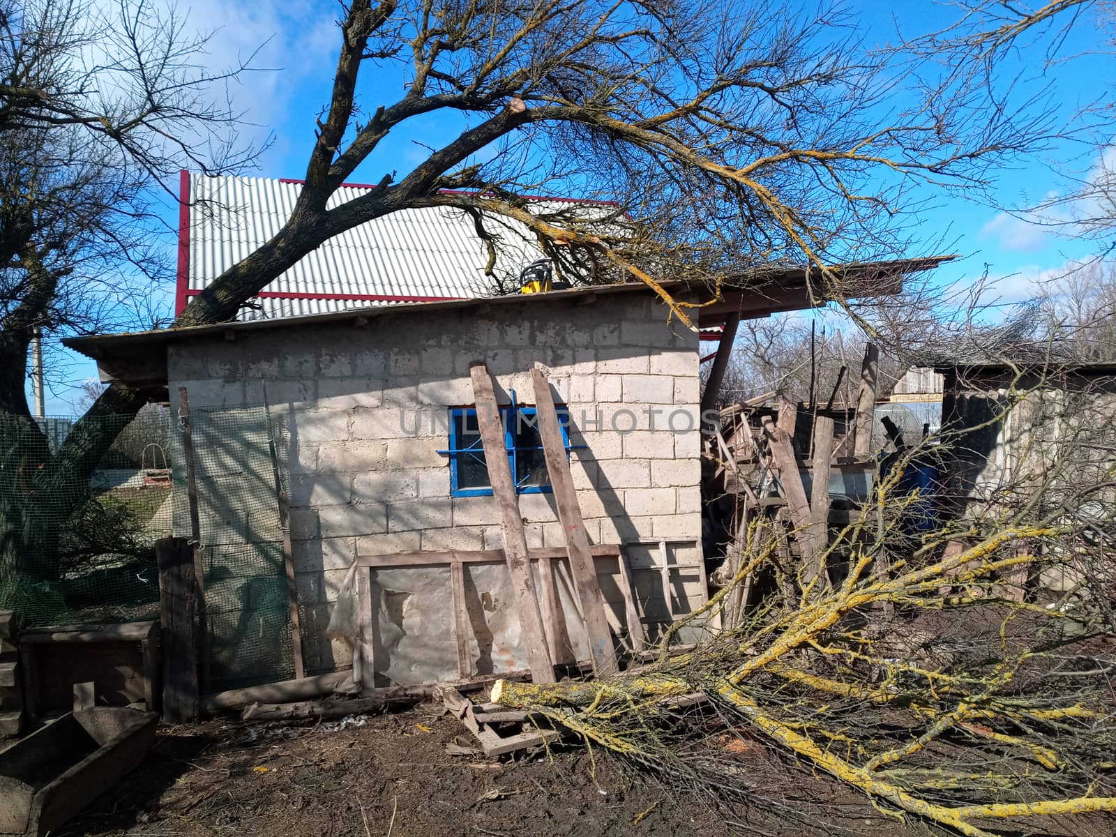 A windbroken apricot tree fell on the shed and broke the roof.