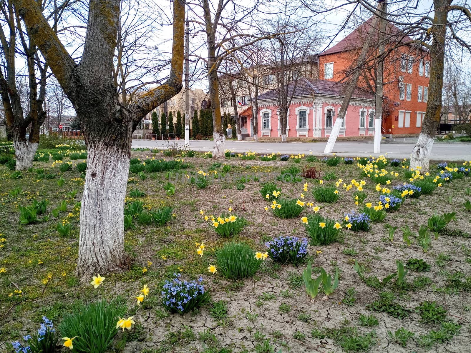 Flowerbed with spring flowers. Flowers in the park on the flowerbed.
