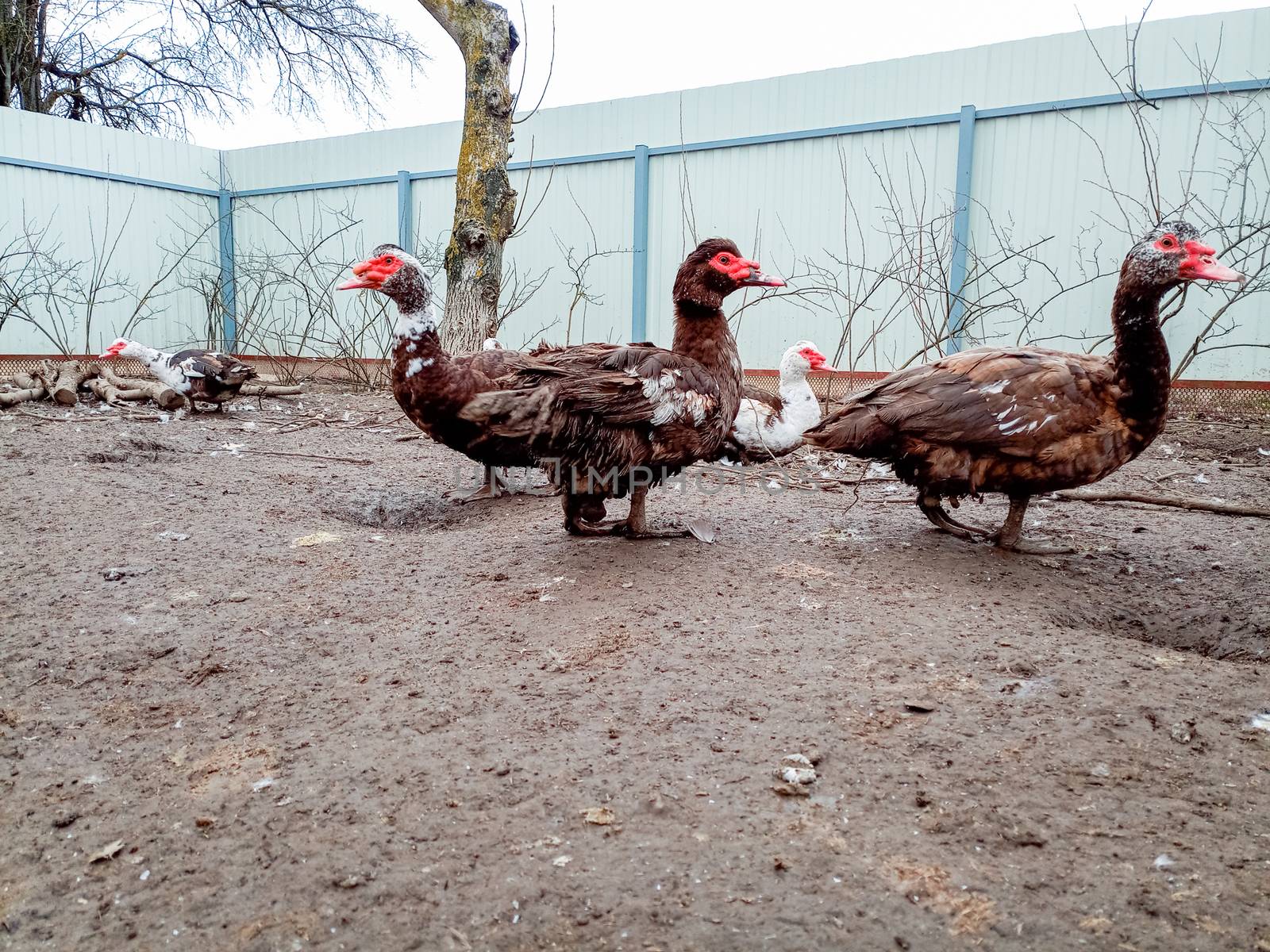 Musk ducks in the yard on dirty land. dirt stuck to the ducks.